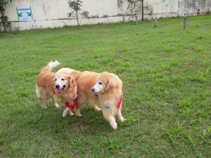IMG-20160528-WA0016