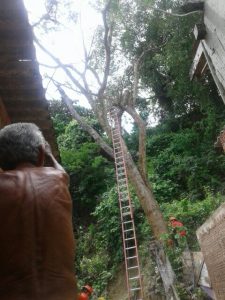 "Essa arvore já estava aqui quando fiz minha casa, isso faz mais de trinta anos, era bonita e a vizinha não queria que corta-se porque fazia uma sombra boa, mas cresceu muito”, declarou o Sr. Canavaro de 73 anos que acompanhou todo o corte do angico branco (Anadenanthera colubrina), com mais de 20 metros de altura, e que levou mais de cinco horas ininterrupta de trabalho, a árvore havia crescido em área de encosta e ameaça cair sobre três residências.