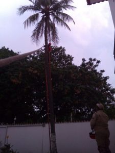 coqueiros (Cocos nucifera), bocaivuros Acrocomia aculeata), e outras especies família das palmeiras (Arecaceae), são também as mais solicitadas para corte.