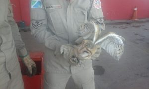 Entre as capturas de animais silvestres mais frequentes realizadas pelo 3°GBM estão corujas, tamanduás e gambás.
